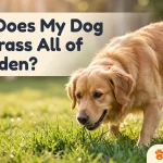 Golden retriever sniffing grass in backyard